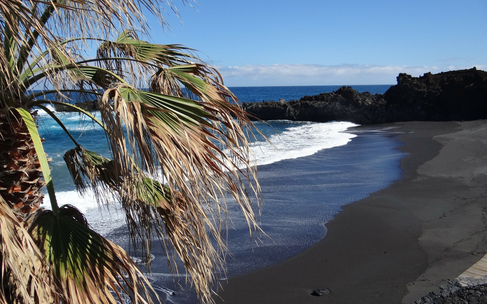 Schwarzer Sandstrand mit Palme von La Palma